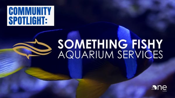 Community Spotlight: Something Fishy